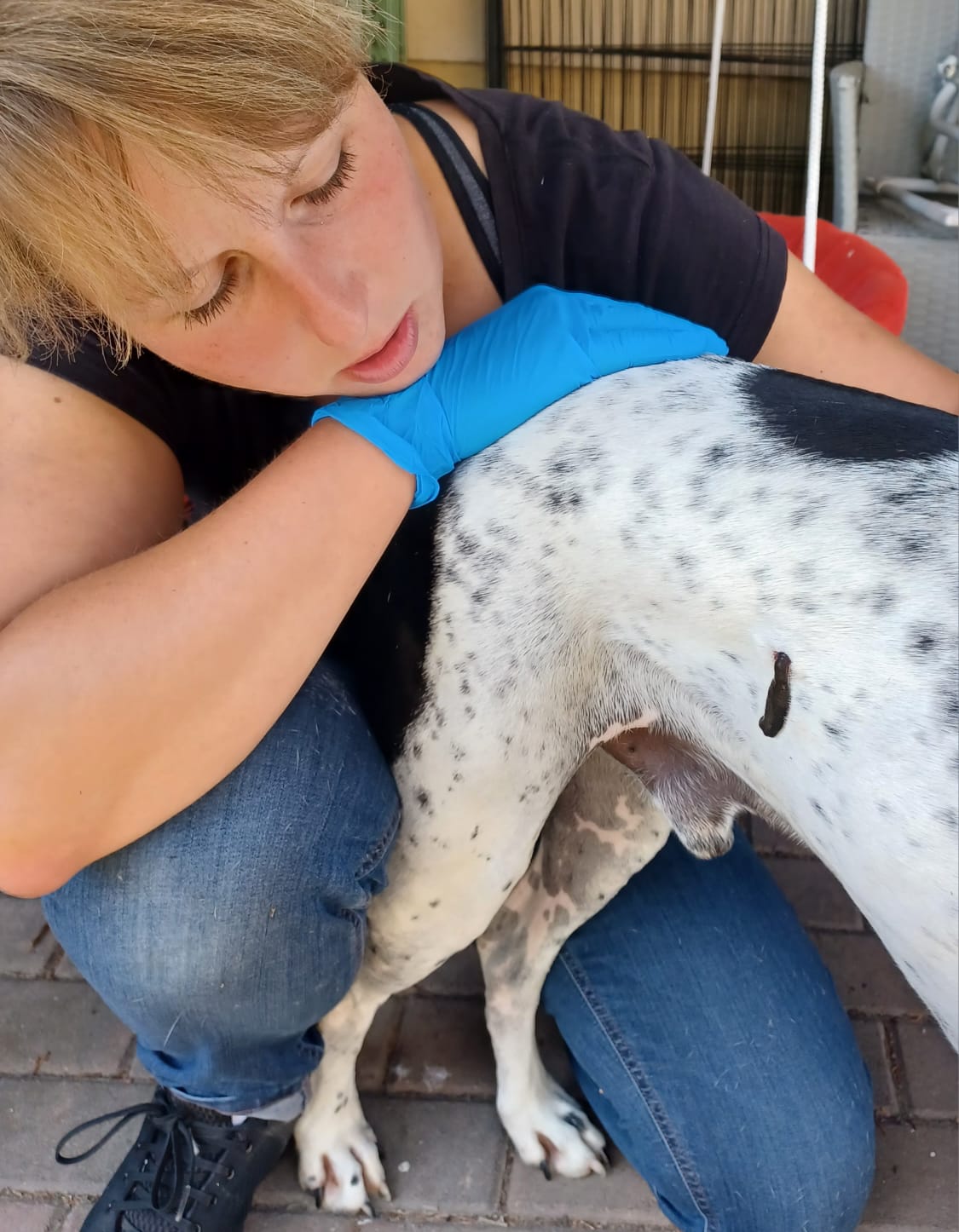 Blutegeltherapie Hund