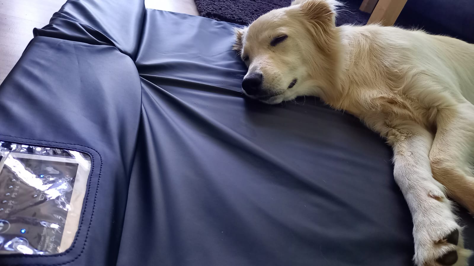 Magnetfeldtherapie Hund